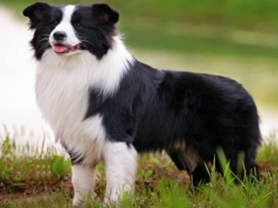 Border Collie