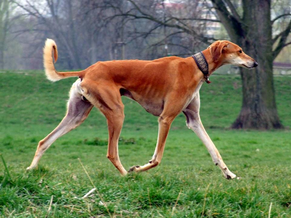 Saluki Red Smooth