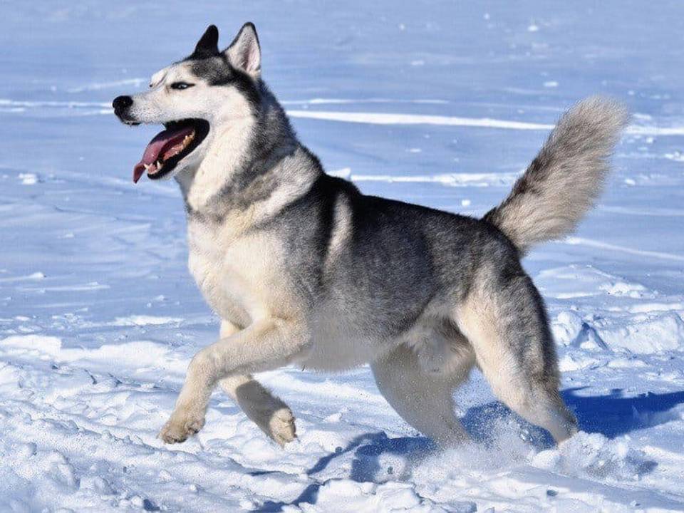 Siberian Husky