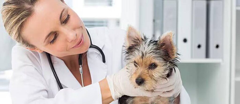 12 Common Dog Cancer Symptoms