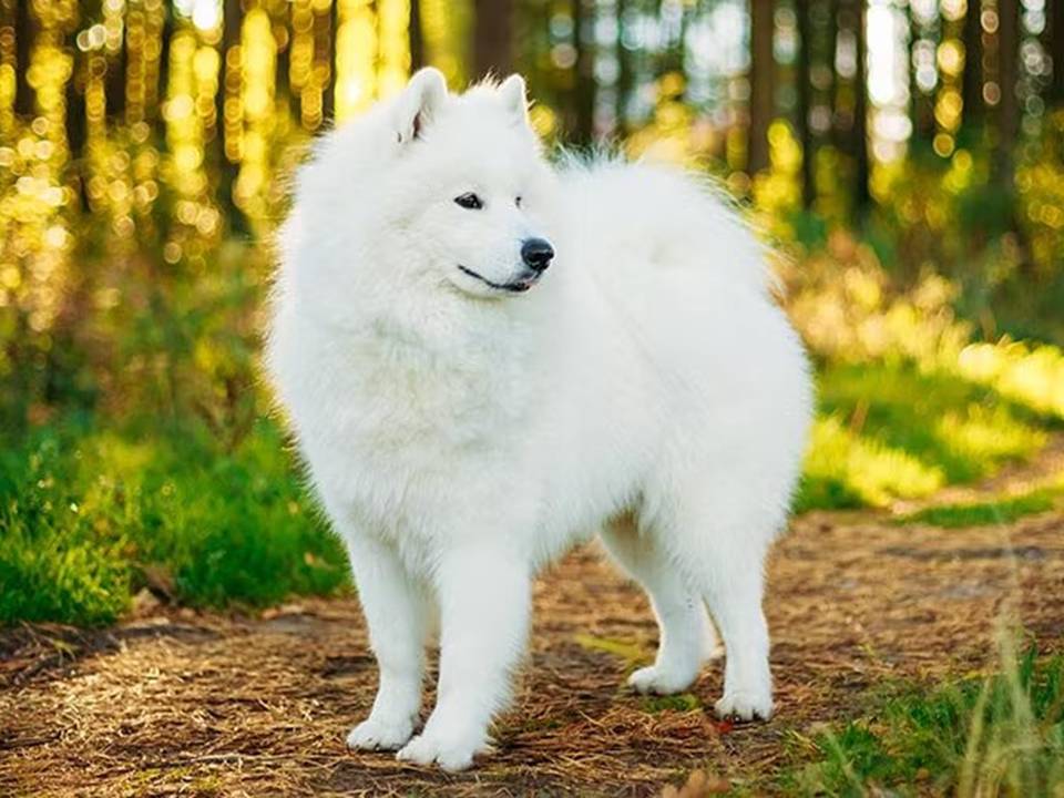 Samoyed Standing in the Forest