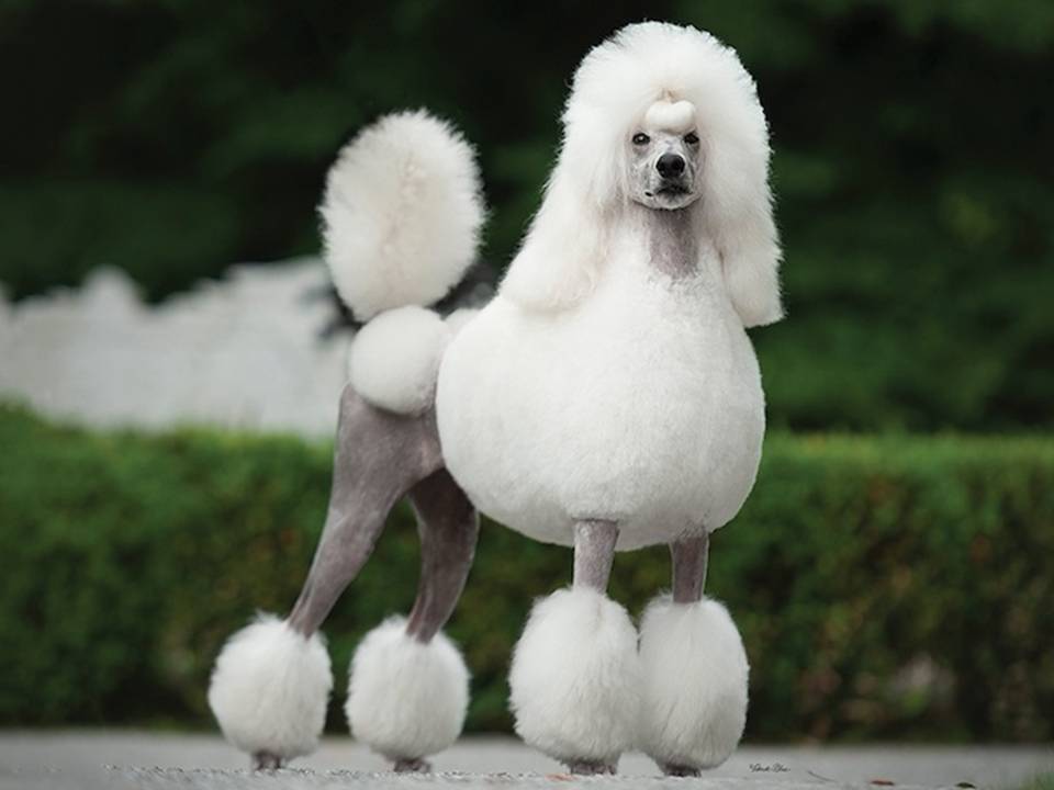 Diana the Poodle