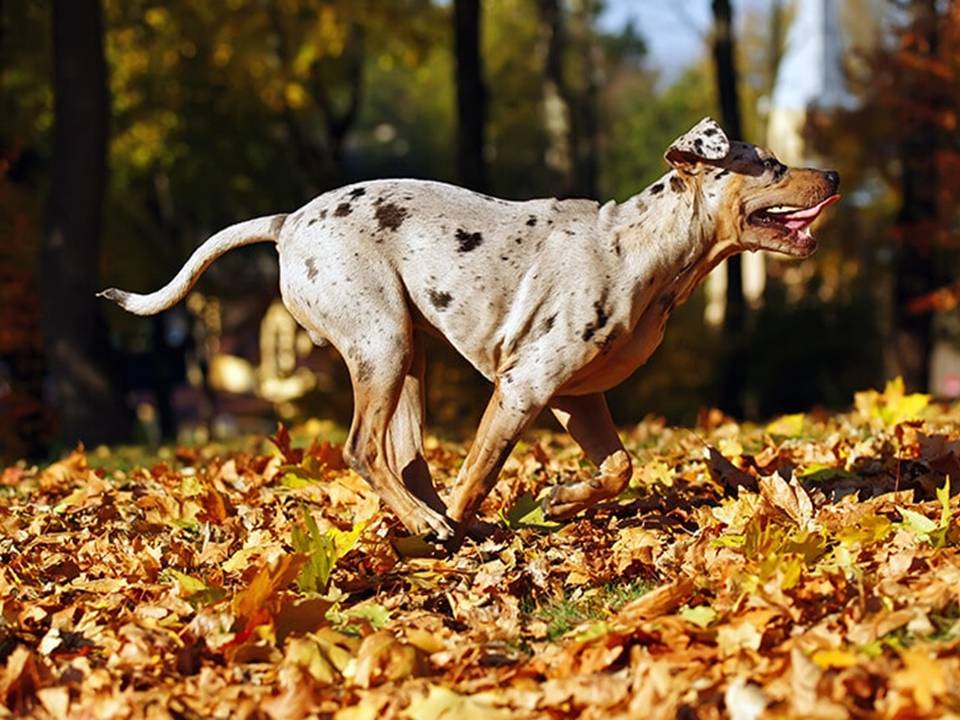 Catahoula Leopard Dog