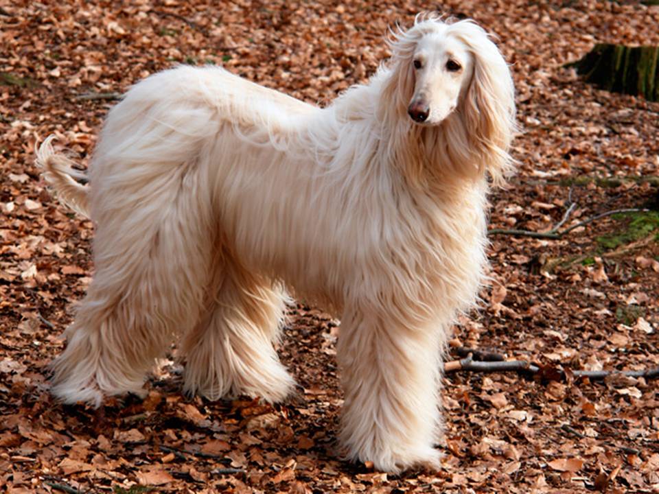 Afghan Hound