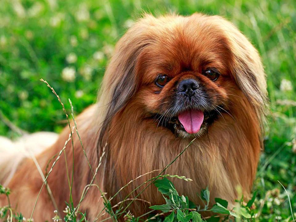 2. Pekingese Dog