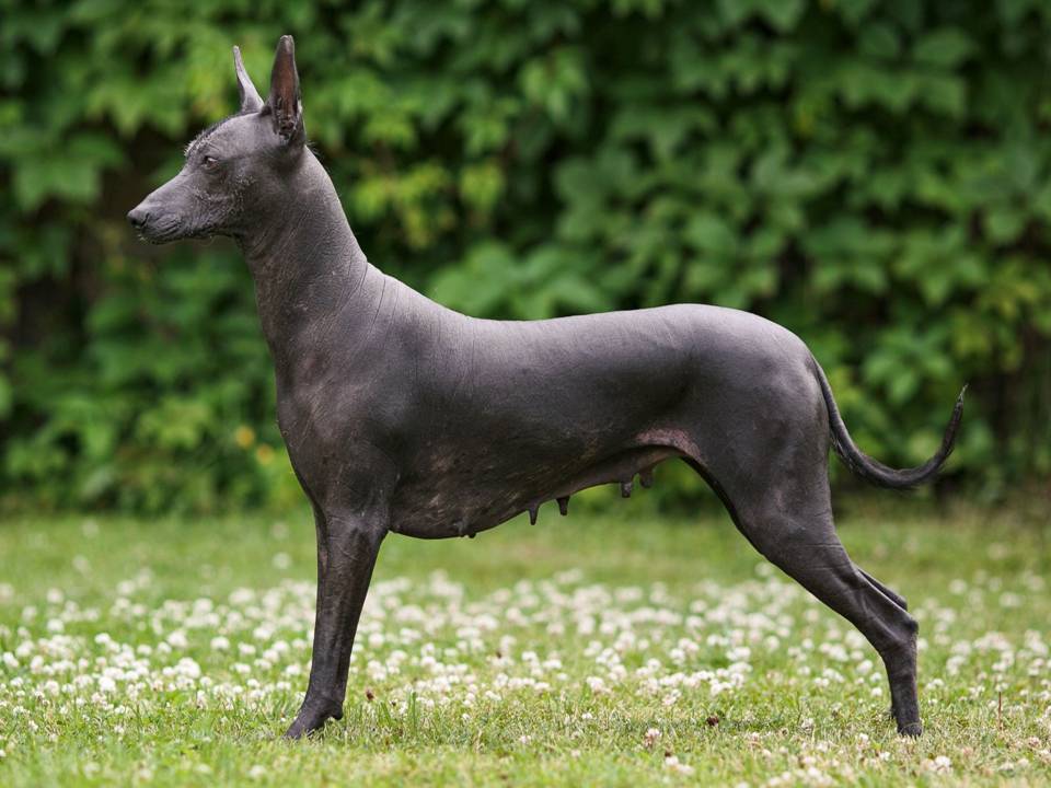 Xoloitzcuintly Dog