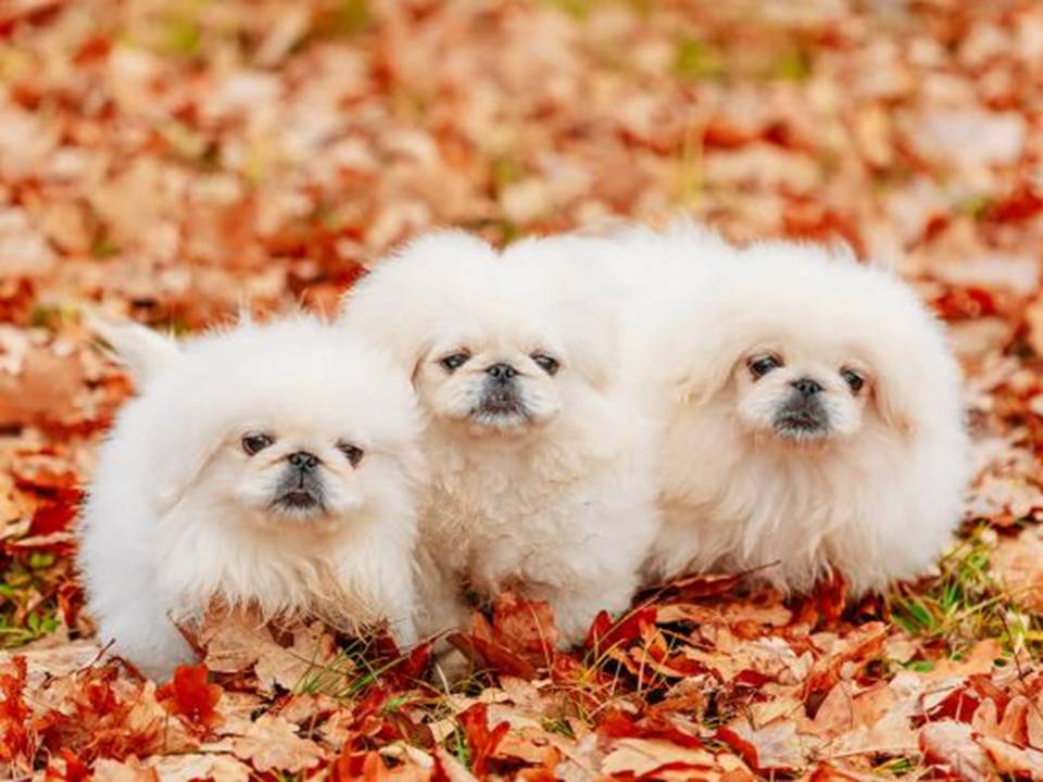 Dog Pekingese in Threes