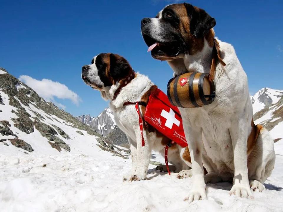 Saint Bernard