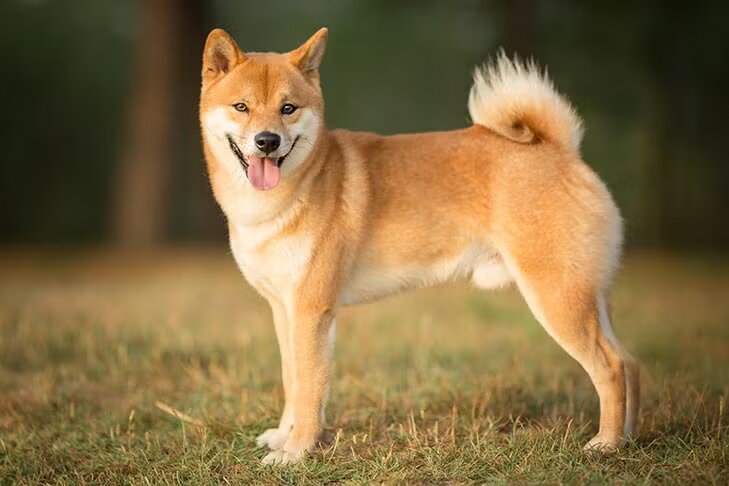 3. Shiba Inu Standing