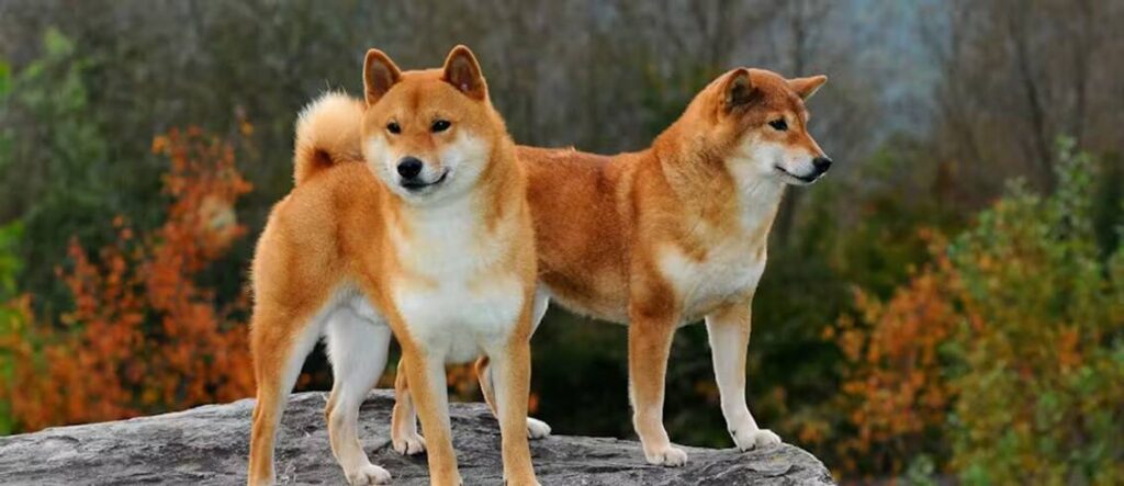 Shiba Inu dog breed