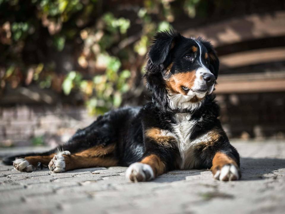 Bernese Mountain Dog