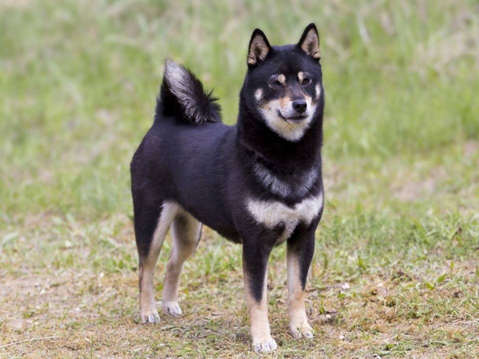 Black shiba Inu Standing