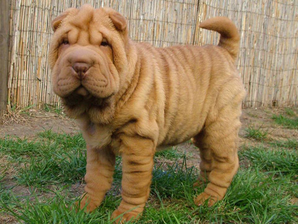 Chinese Shar-Pei Dog