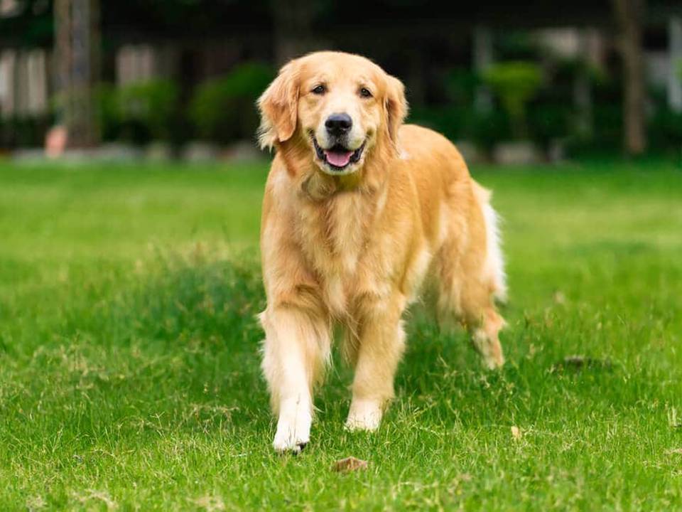 Golden Retriever