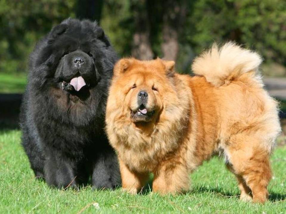 5. Black and White Chow Chow