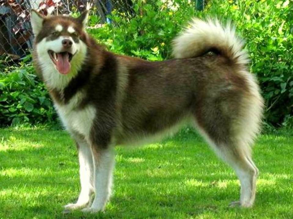 6. Alaskan Malamute Breed