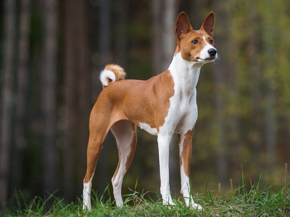 Basenji African Hunting dog