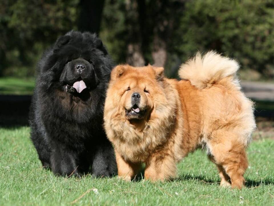 Chow Chow Chinese Dog