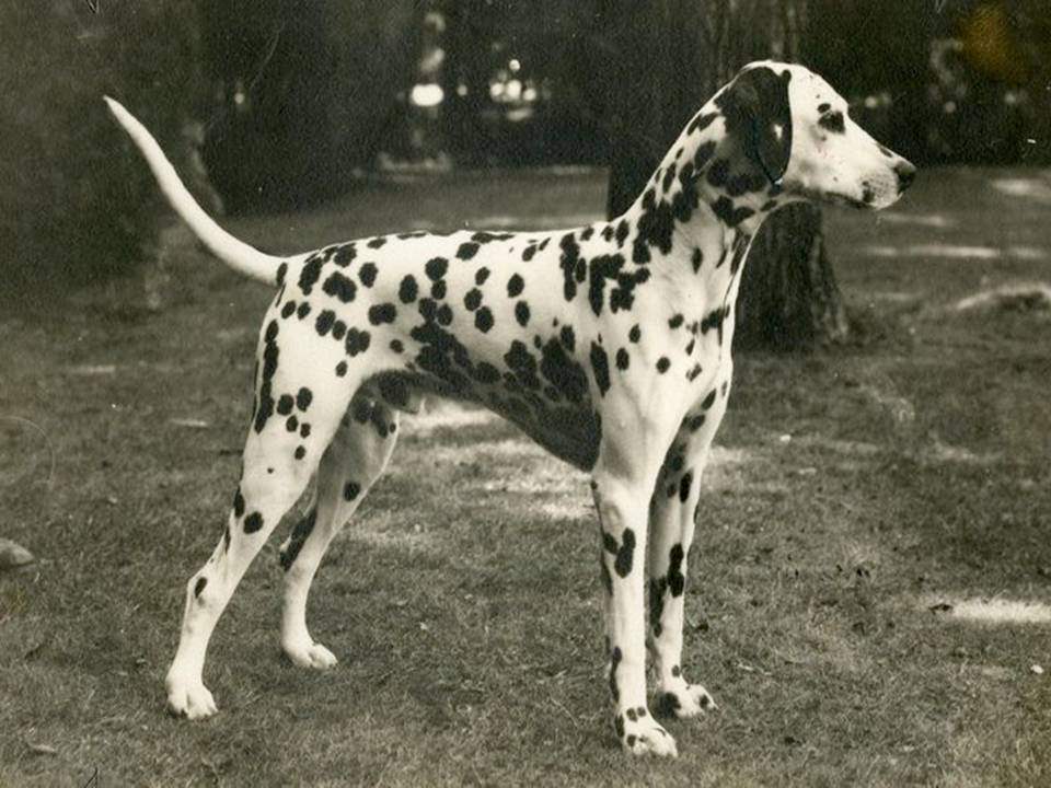 Dalmatian Dog