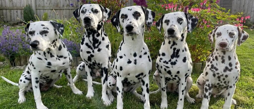 A Group of Dalmatians