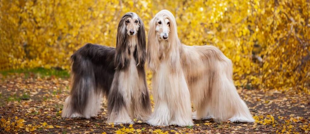 A Pair of Afghan Hounds