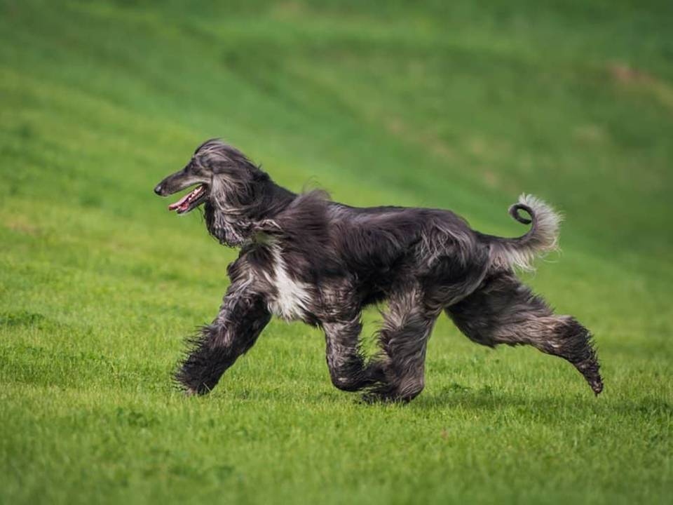 Afghan Hound Running in Grass