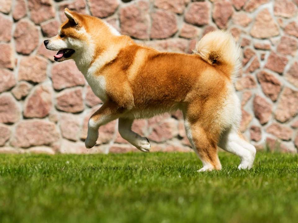 Akita Running in Grass