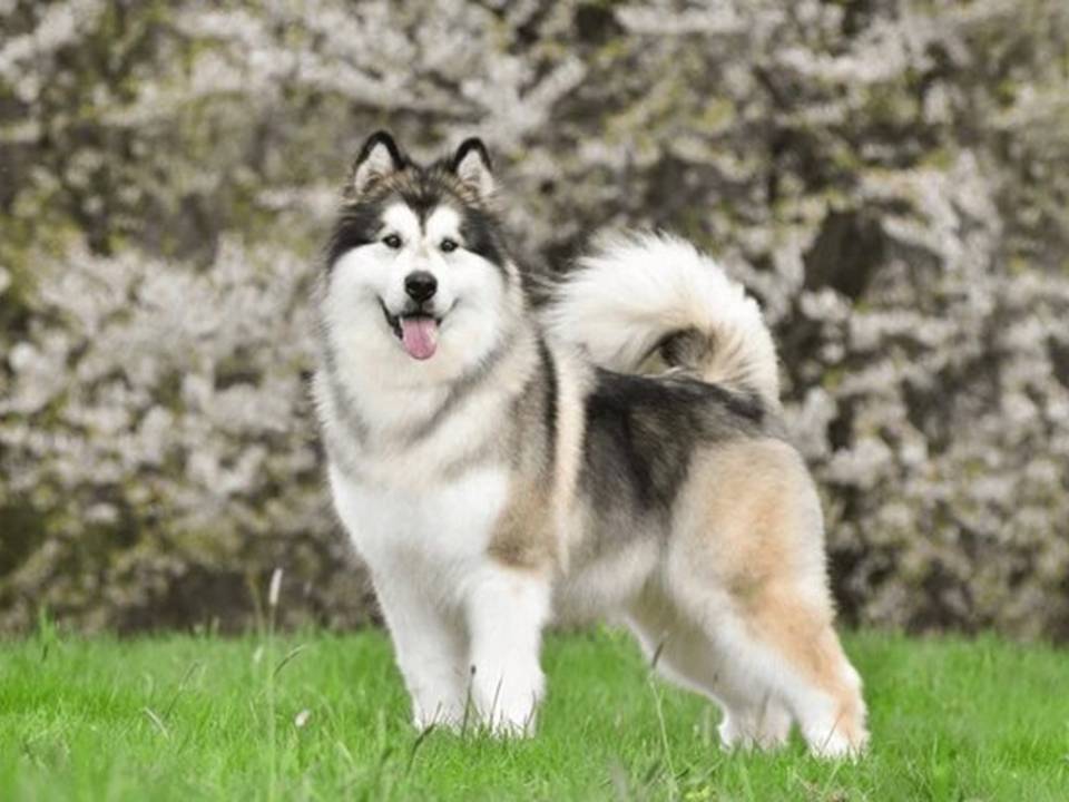 Alaskan Malamute Stands on Green