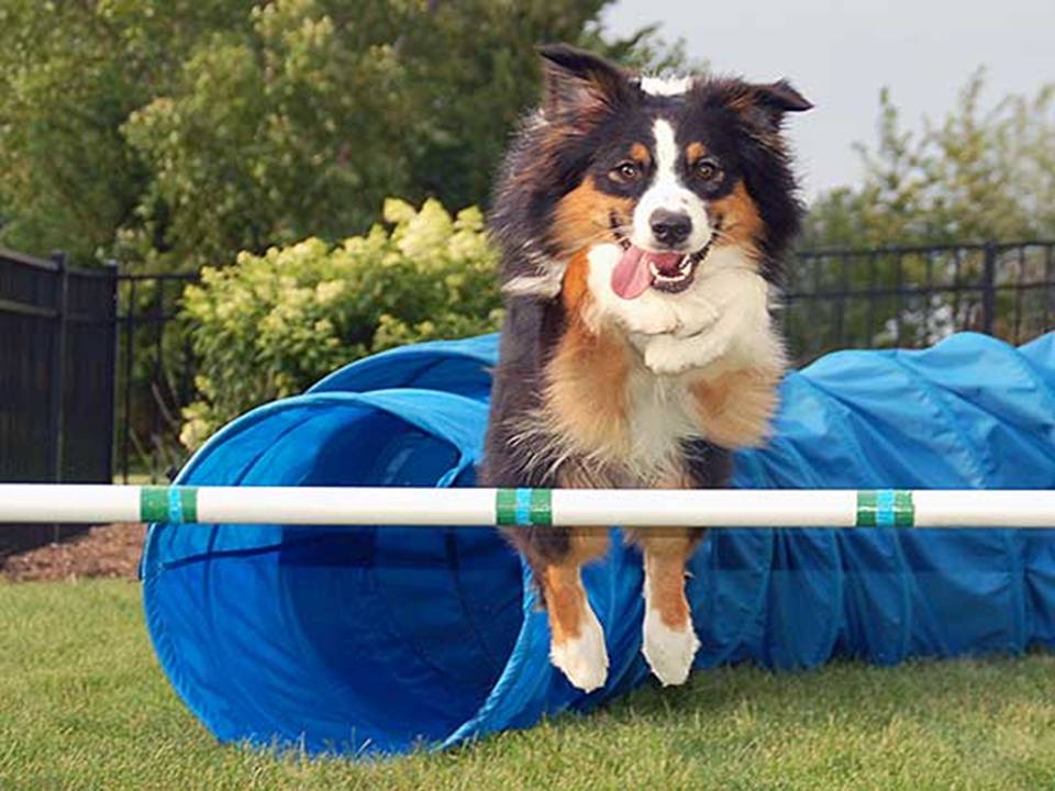 Australian Shepherd Agility Training