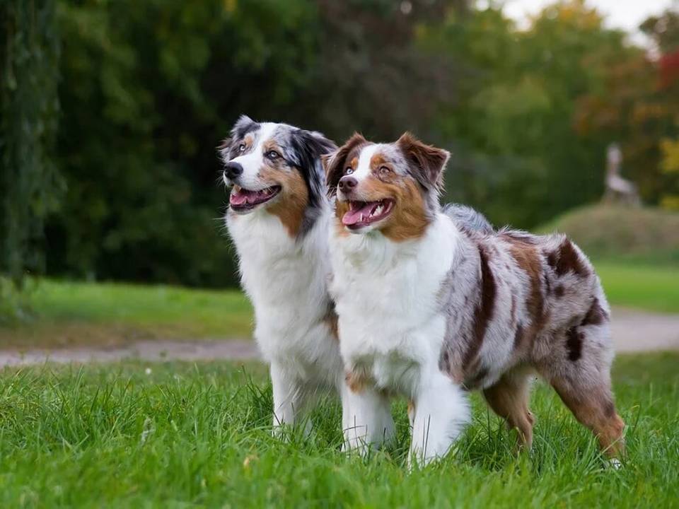 Australian Shepherd