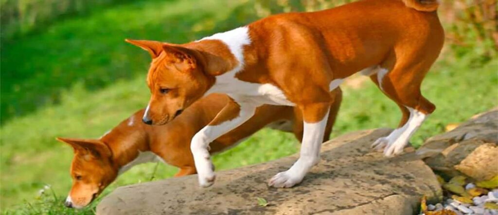 Basenji Dogs