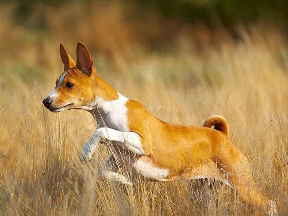 Basenji Running Through a Field