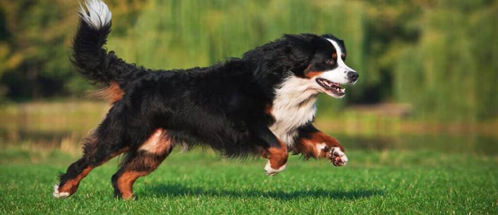 Bernese Mountain Dog Breed