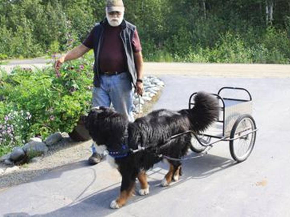 Bernese at Work