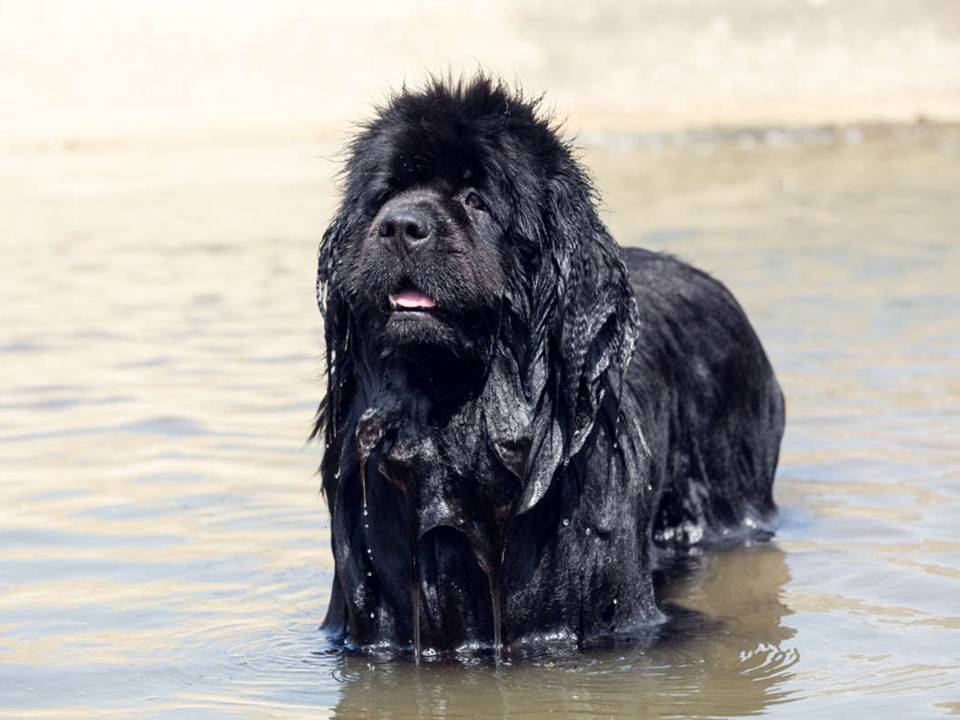 Black Newfoundland Dog