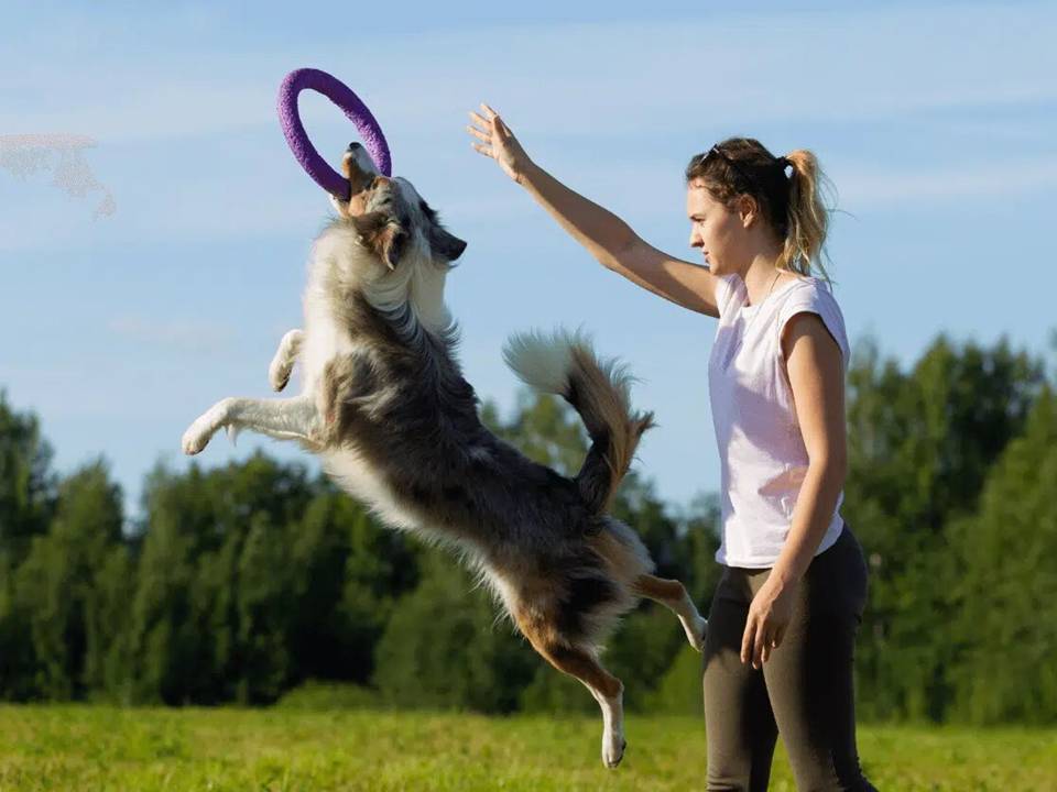 Border Collie Exercise