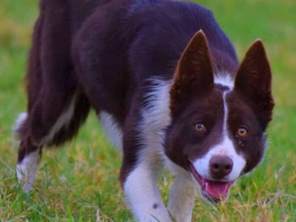 Border Collie