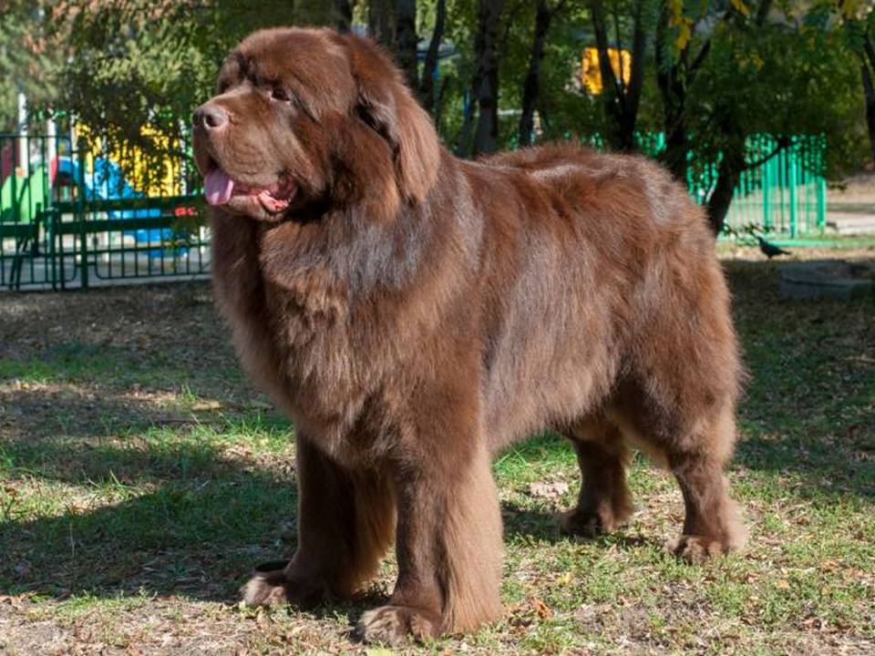 Brown Newfoundland Dog in the Park