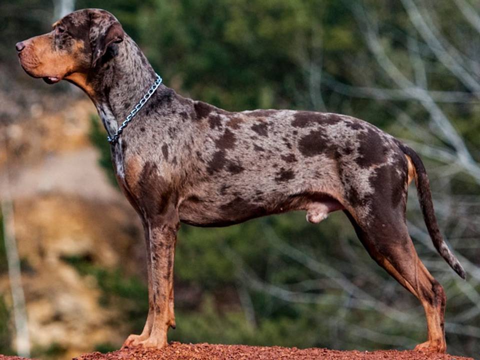 Catahoula Leopard