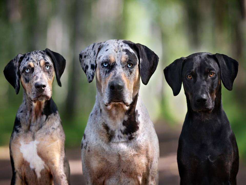 Catahoula Leopards