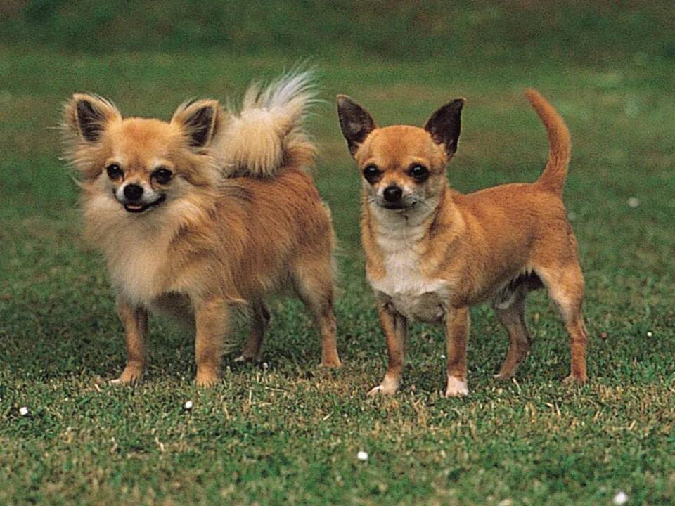 Chihuahua Smooth Coat