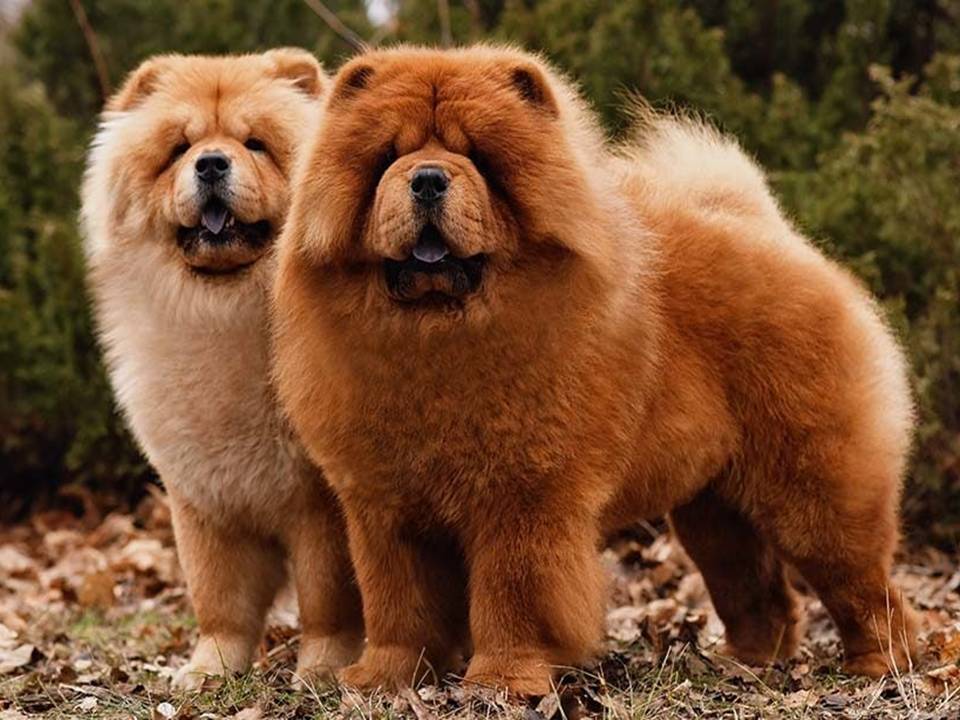 Chow-Chow Dog Breed Profile