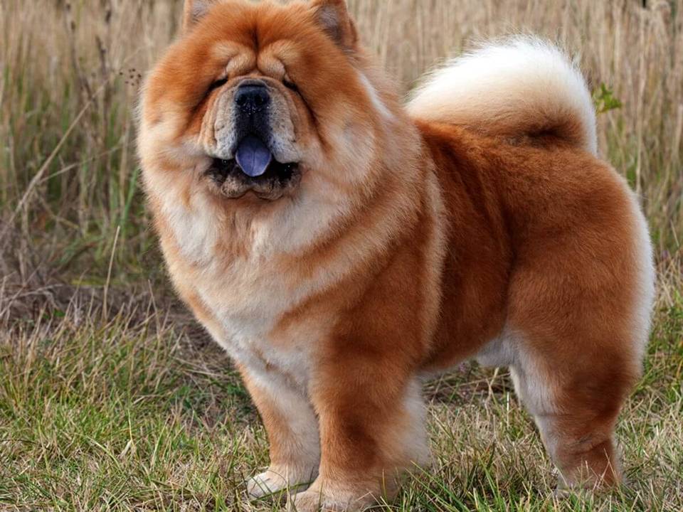 Chow Chow Dog Breed