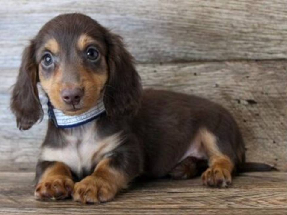 Dachshund Puppy Chocolate