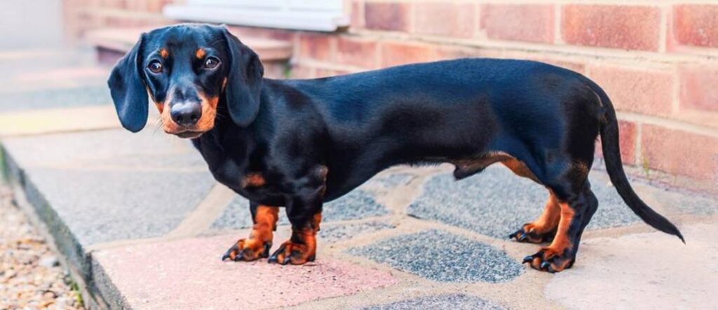 Dachshund Sausage Dog