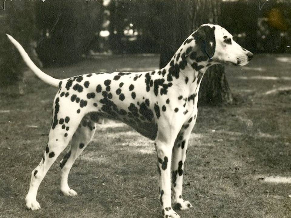 Dalmatian Breed Standards