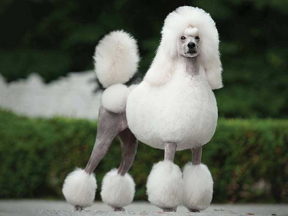 Diana the Poodle