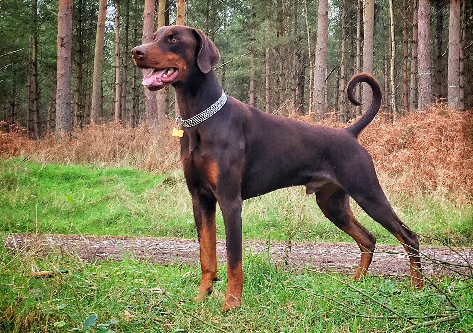 Doberman Pinscher Dog