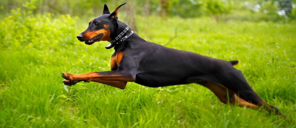 Doberman Pinscher on the Run