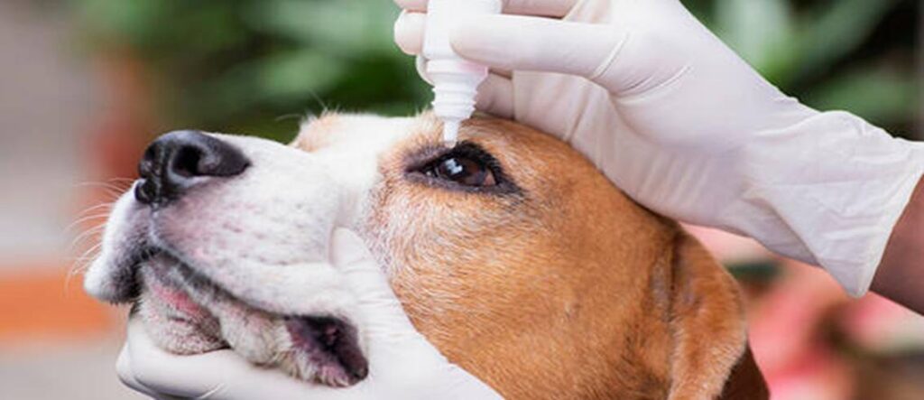 Dog Conjunctivitis